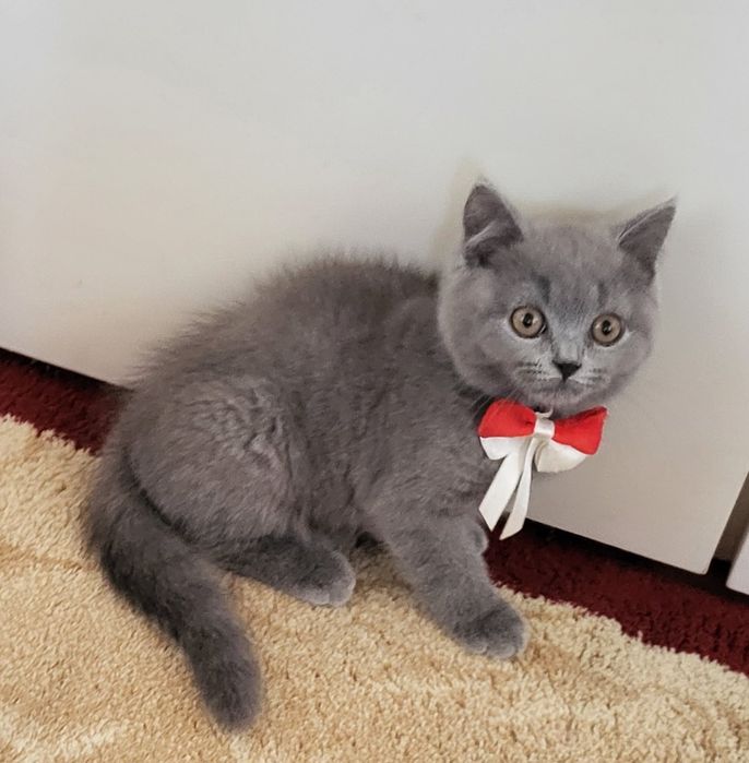 British shorthair blue
