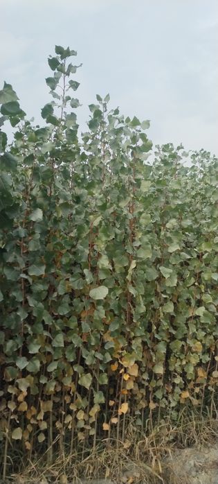 Terak kochatlar tayyor sotuvga