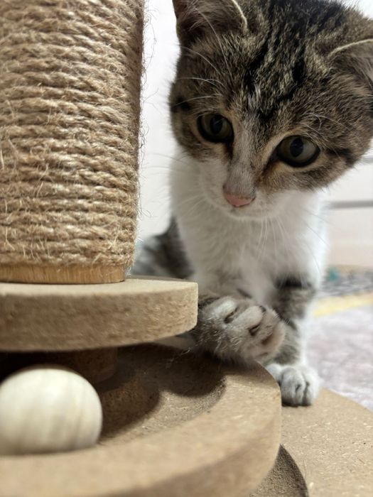 отдам котенка в хорошие добрые руки