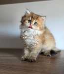 British longhair cu pedigree