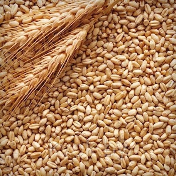 Продам зерно, чистое, урожай этого года