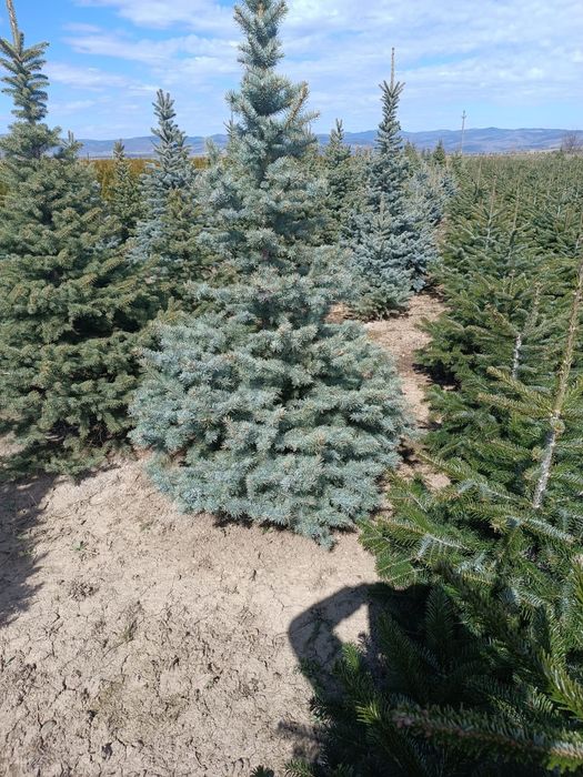 Brazi arginti molid argintiu 1,50m 2m 2,50m