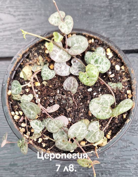 Предлагам стайни растения