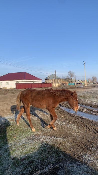 жабагы сатылады