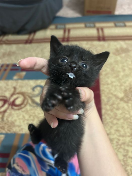 Котята 3 мальчика 1 девочка