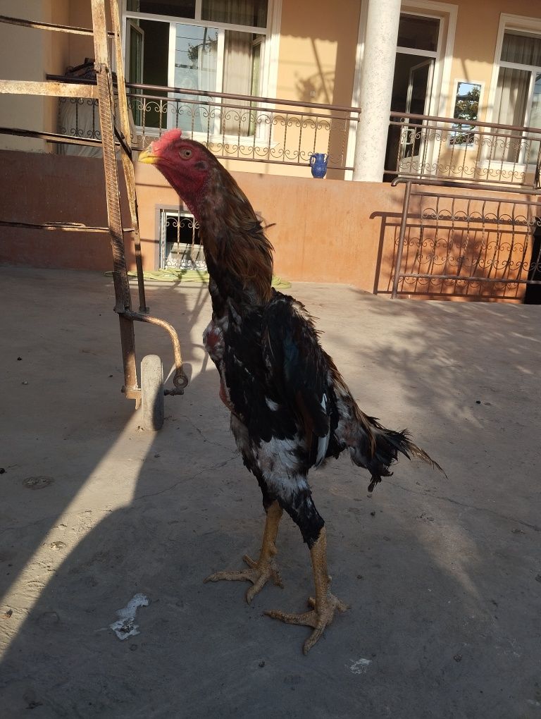 Toza zotli xoʻroz sotiladi