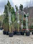 Plante Decorative – Plata la Livrare și Poze Reale