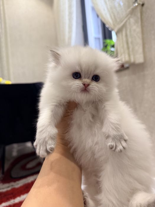 На продаже колорная шиншилла ny1133