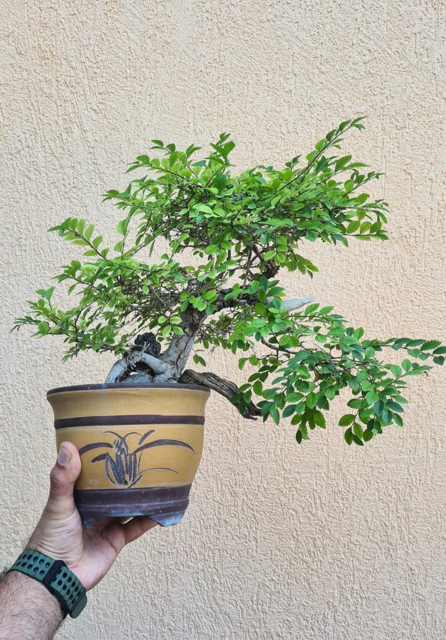 Bonsai Ulm Chinezesc