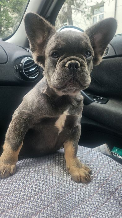 Визуално Флъфи Шоко Френски Булдог