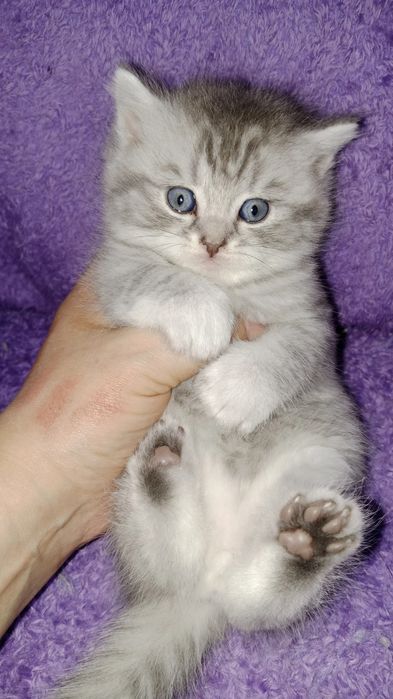 Роскошные котята