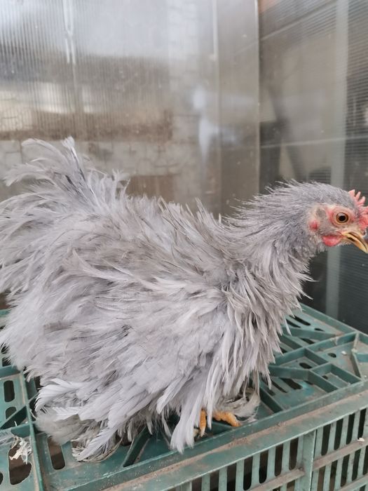 Cochinchina pitic lavandă