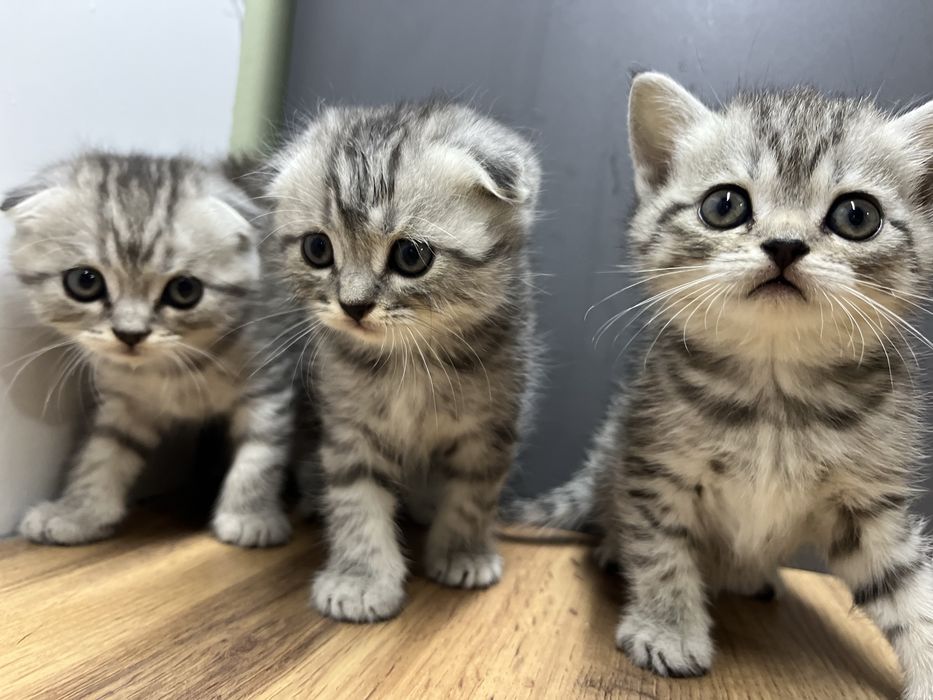 British shorthair chinchilla cat 2 oylik