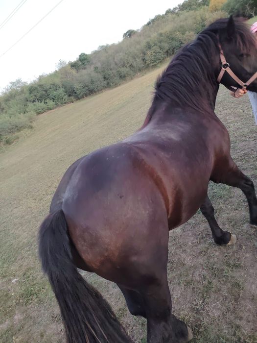 Mânză de 3 ani ,