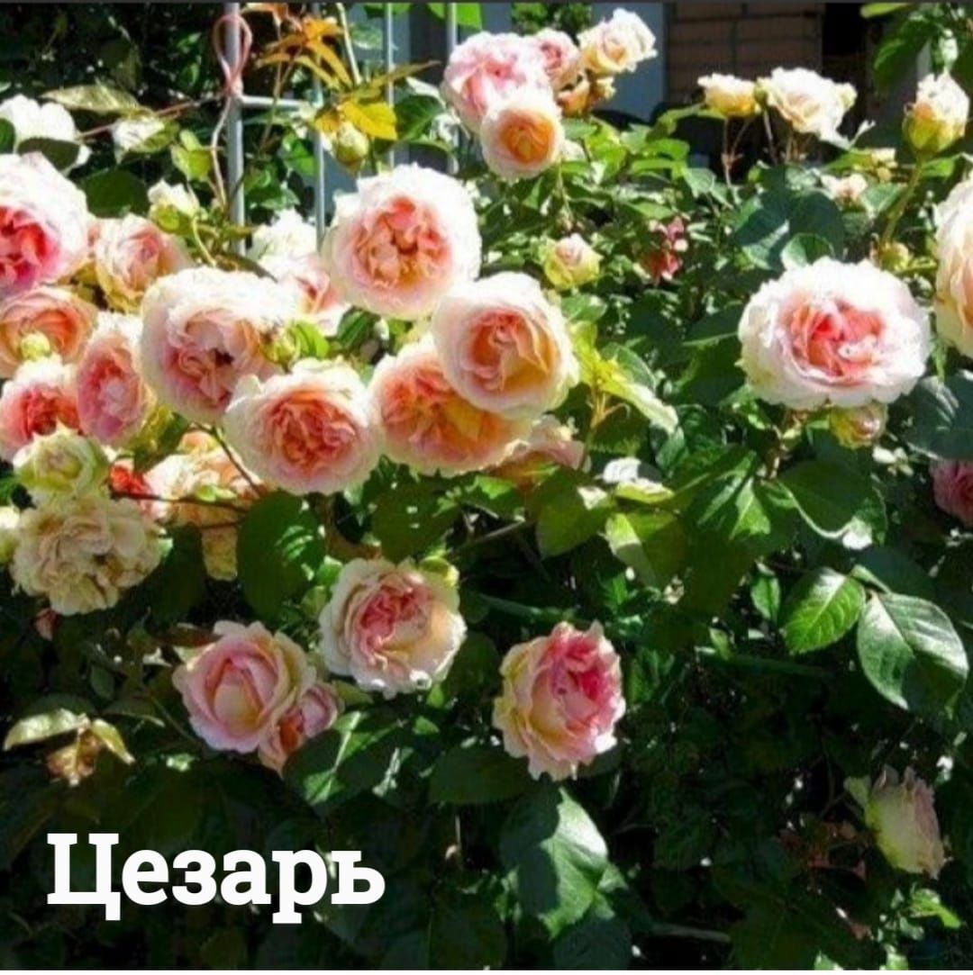 Розы разных сортов от 2500