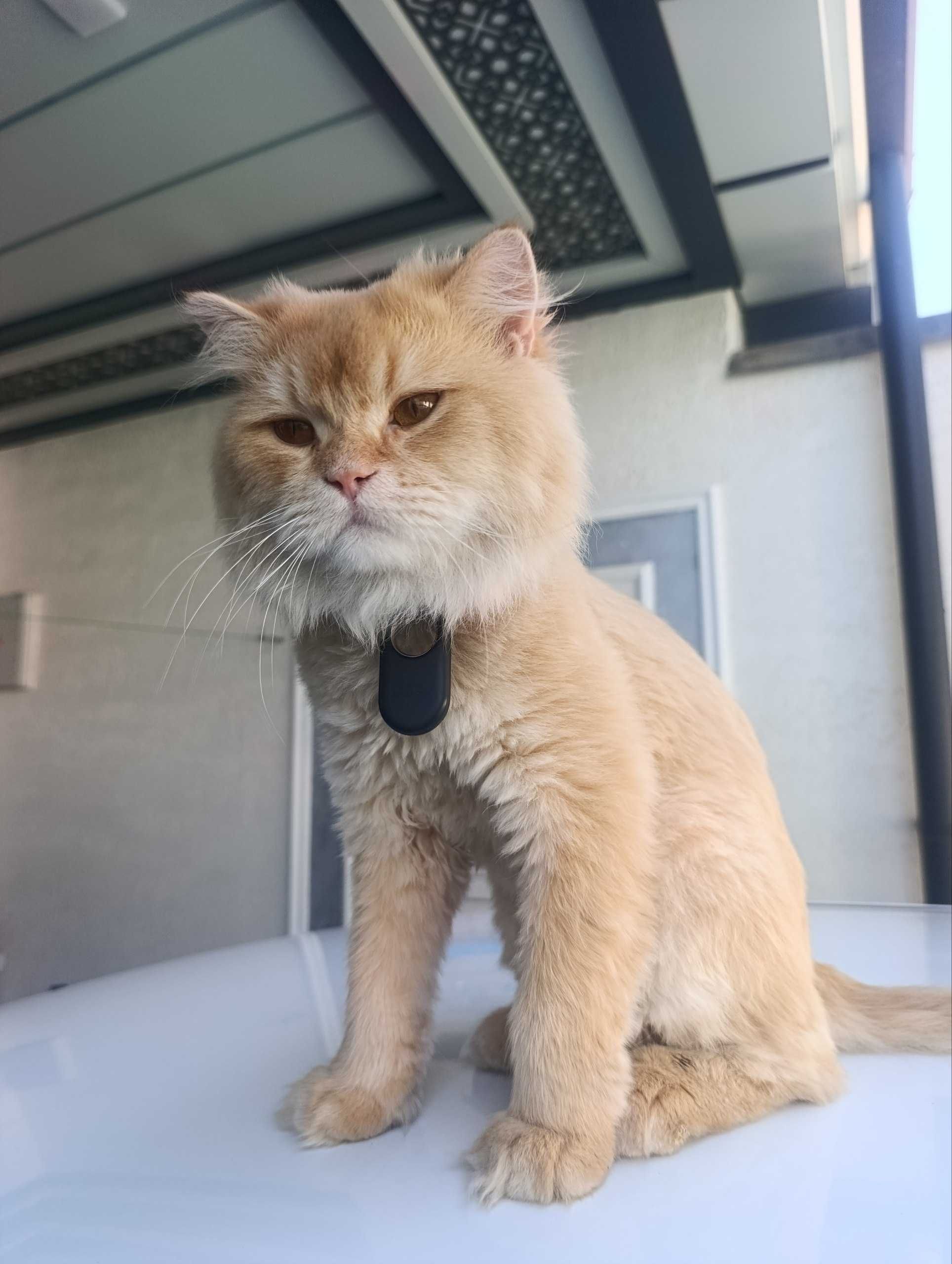 Скотиш страйт вязка