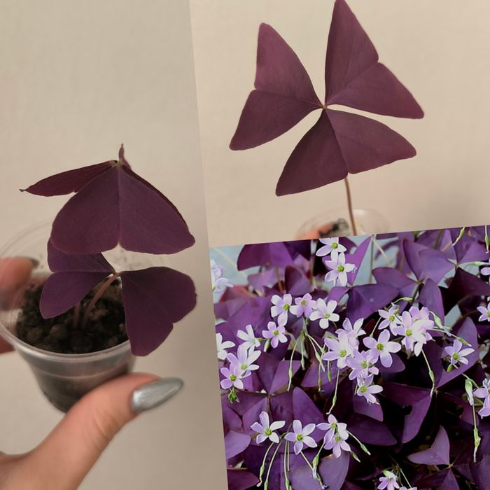 Комнатные растения цветы оксалис кислица