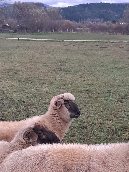 3 berbecuți de vânzare