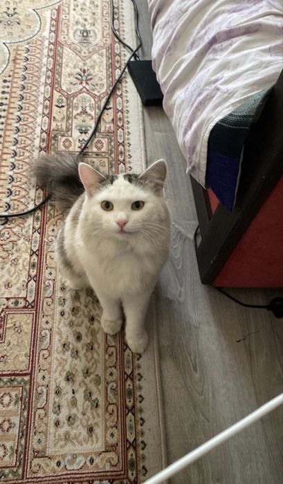 Отдам кота в хорошие и добрые руки. Косшы.