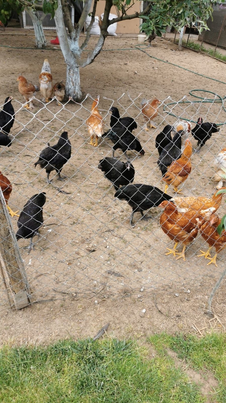Vând pui autralorp negru