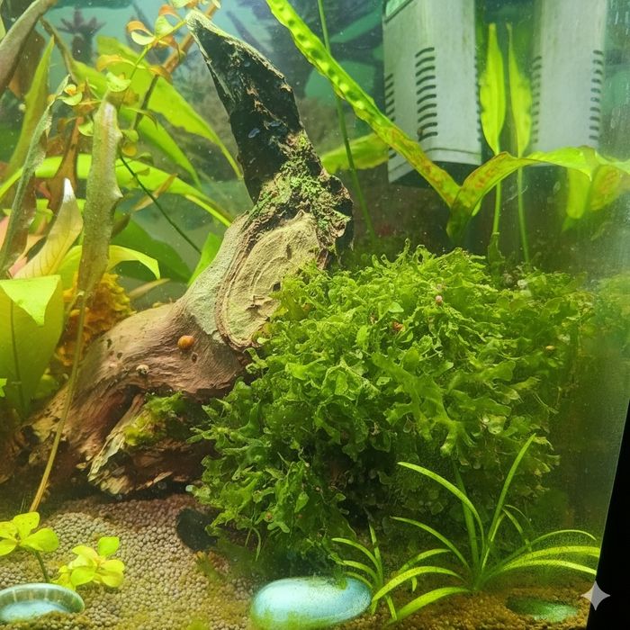 Ломариопсис линеата (Lomariopsis lineata) — «Коралловый мох»