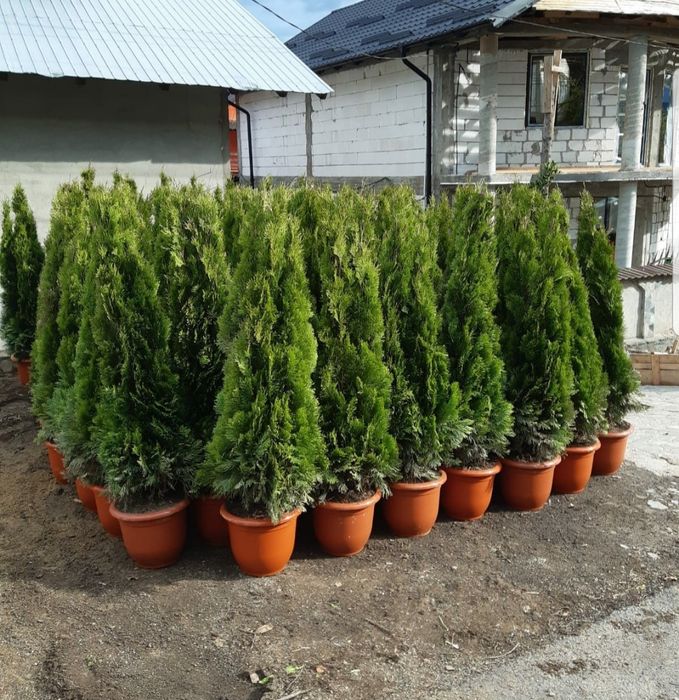 Tuia smaralgd/ tuia columnaris/ înălțime și modele avem /10+1 gratis