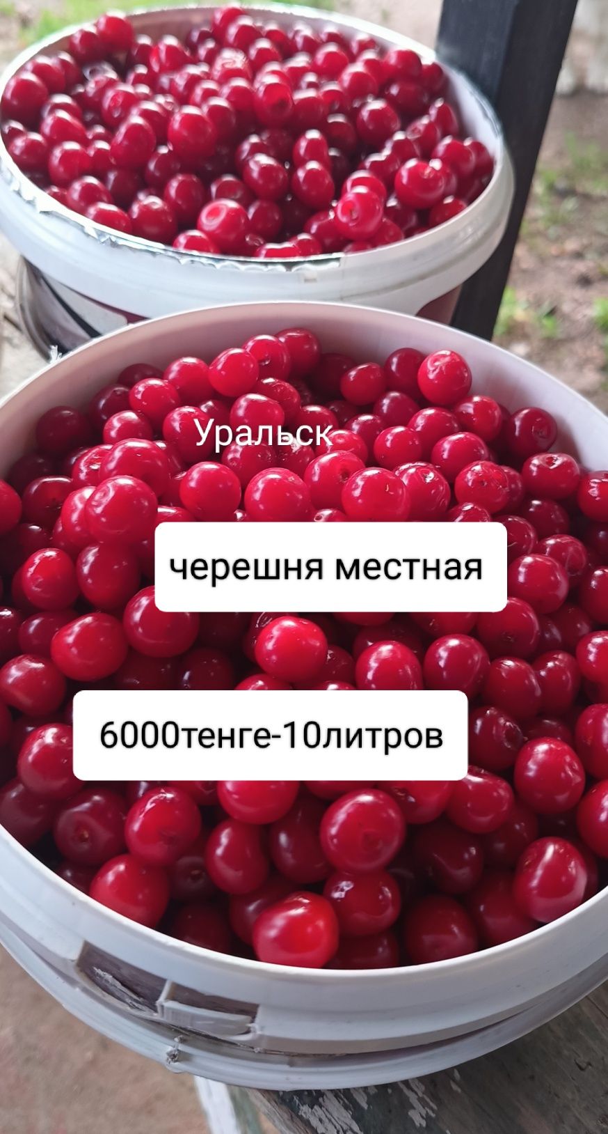 Черешня  г. Уральск  домашняя