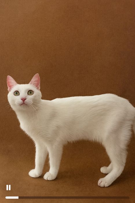 Отдам кошку Айси. Стерилизована