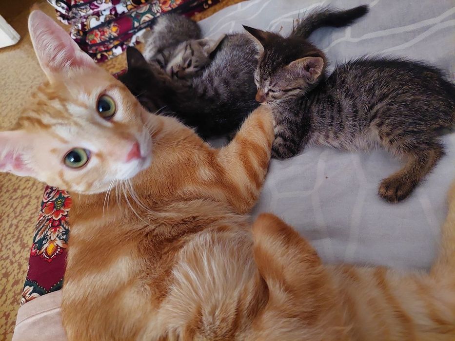 Отдам в Хорошие руки кот мальчик