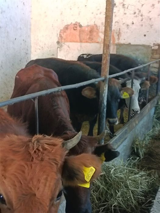 Соғымға құнажындар сатылады