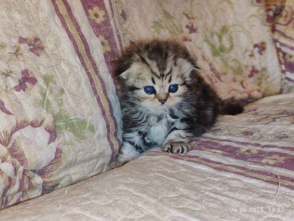 Шотланский Скоттиш Фолд!