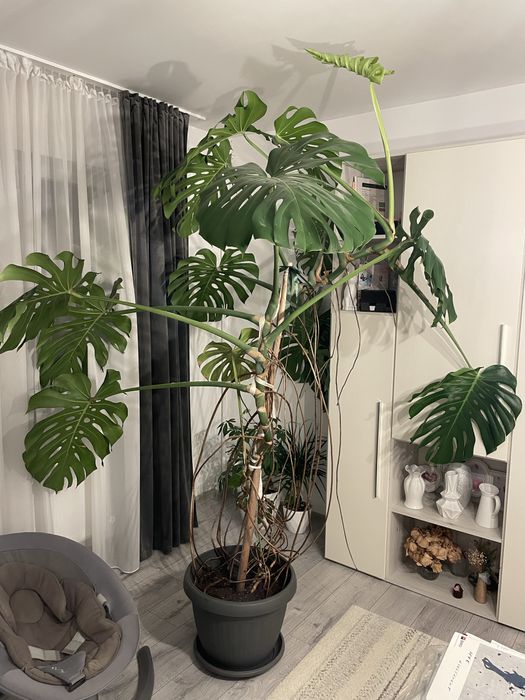Monstera Deliciosa