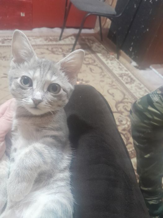 Отдам в хорошие руки