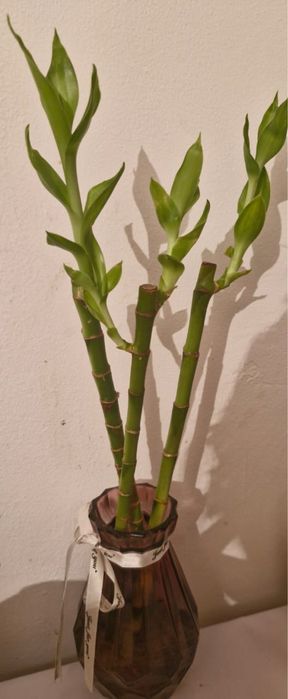 Бамбук обмен на фикус
