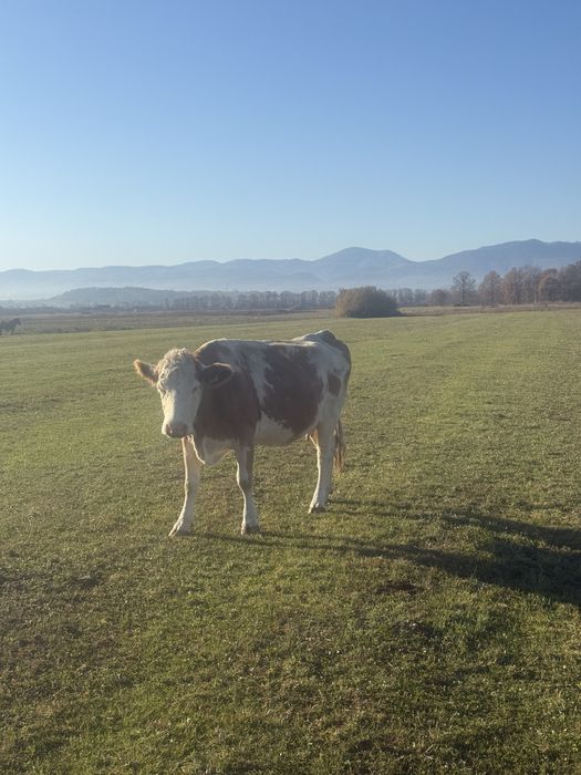 Vand 3 vaci tinere de tinut sau schimb cu vaci de abator