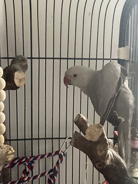 Vand papagal Micul Alexandru