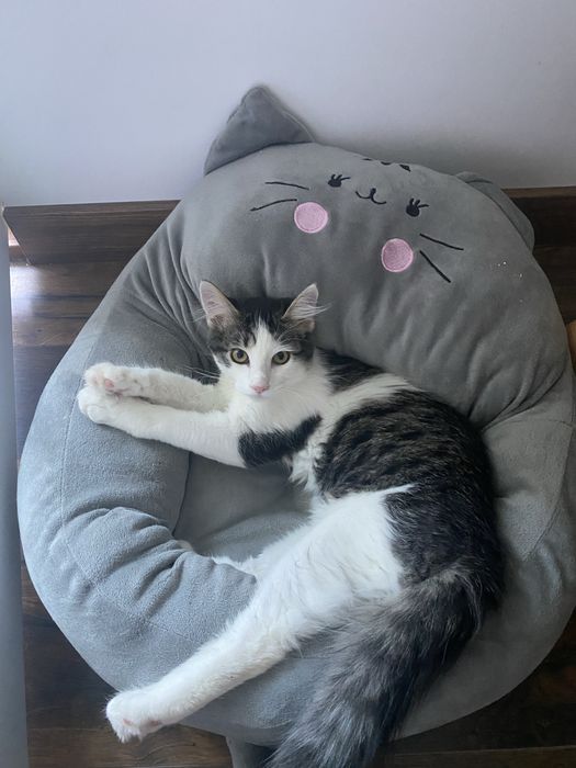 Ofer adoptie o pisicuta