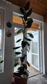Vand ficus  .planta ornamentală