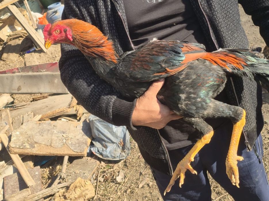 Шоже кораздар сатылады 15мыннан 30мынга дейин