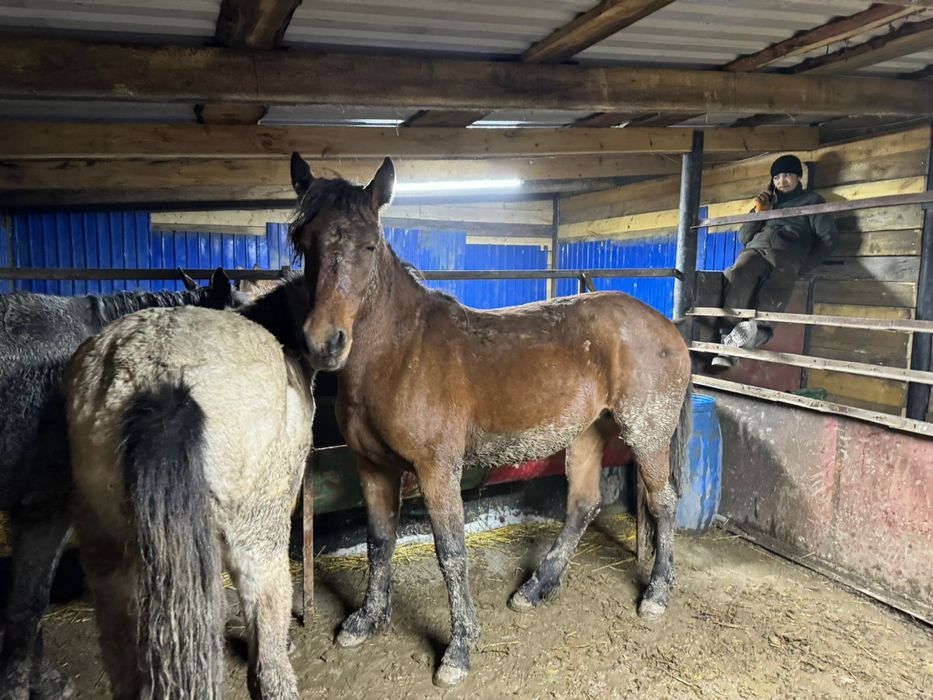 Продам байтал