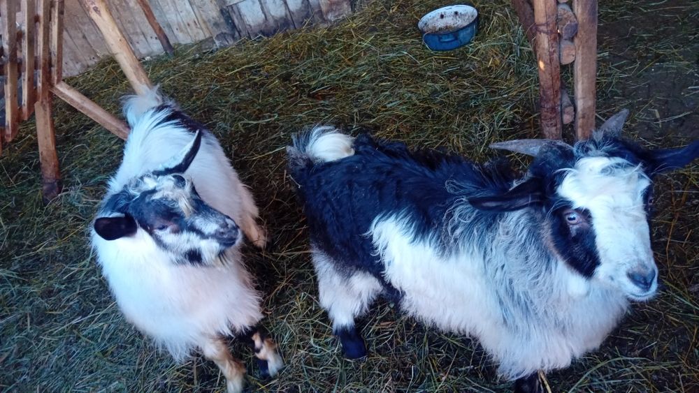 Vând 2 ieduti tineri