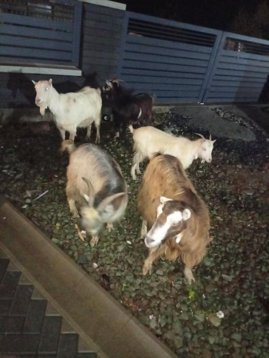 Patru capre și un țap