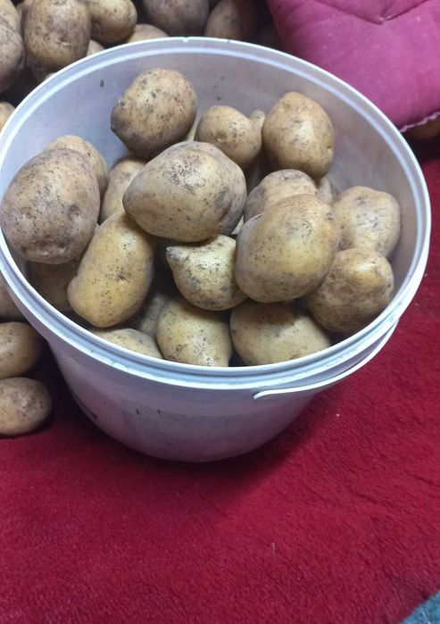 картофель дачный