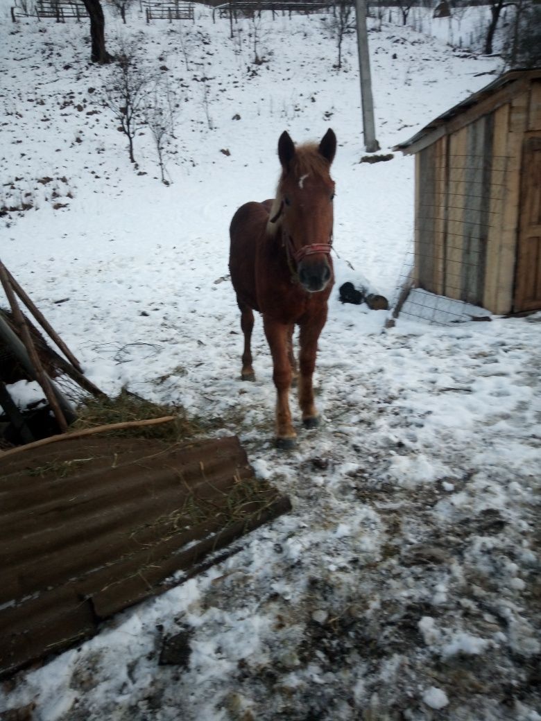 Vând mânză șargă..