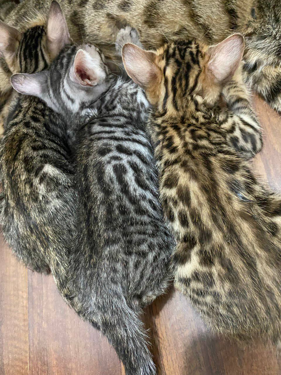 Bengal mushuklar sotiladi