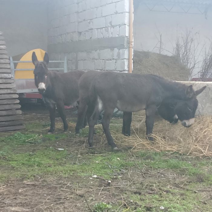 Vand 2 mărgărite și un magar