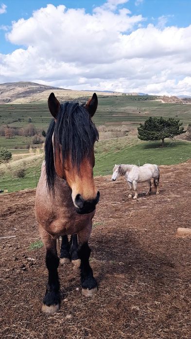 Vând harmasar de trei ani.