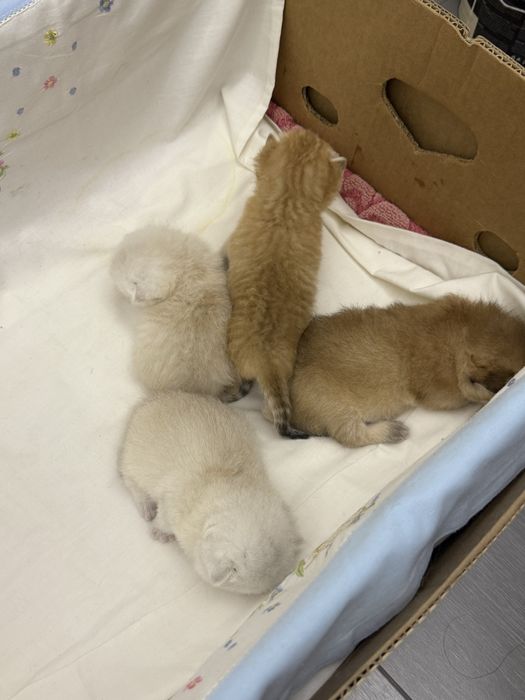 Британские серебристые шиншиллы