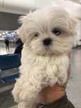 Bichon maltez mini toy