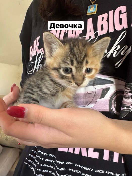 Продаю котят,последние два фото мама котят